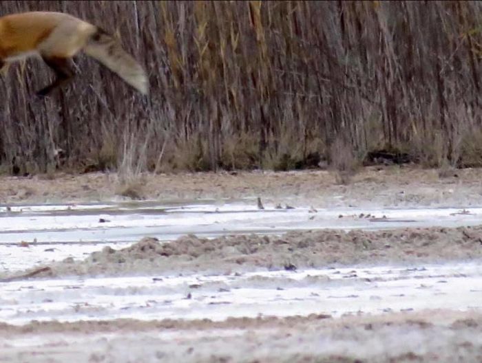 The Key To Being A Crap Wildlife Photographer Is Having No Timing At All Or Any Sense Of Movement Of Your Subject. I Successfully Turned This Great Photo Opportunity Of A Red Fox Straight Into Crap.