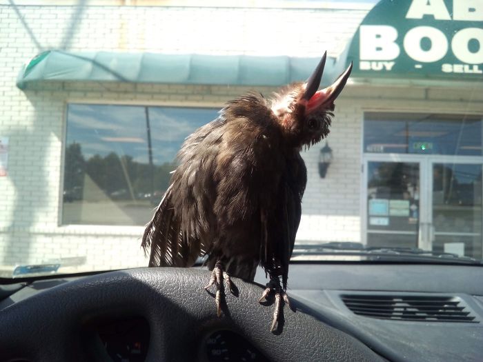 Mangy Grackle Sunning Himself On My Steering Wheel.
