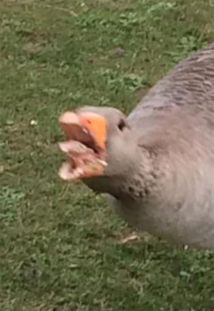 Screaming Goose, We Call Him Hissy Richard