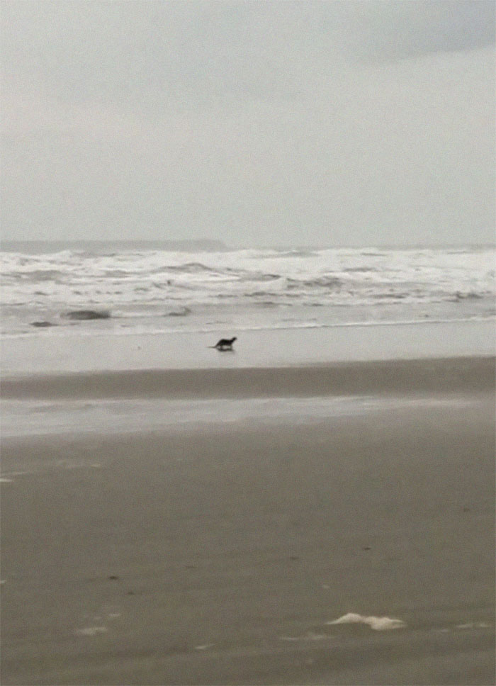 So Excited To See My First Sea Otter!