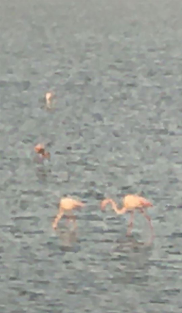 So My Daily Staring Competition Starts!! The Little Wanker!!!