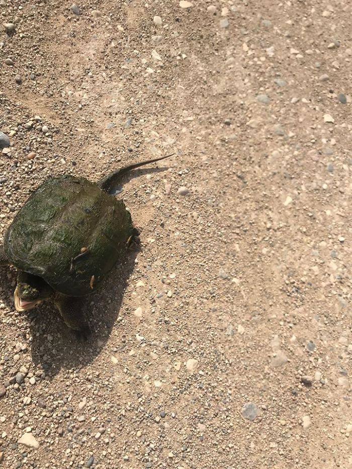 This 5 Inch Piece Of Badness Charged My Wife And Attacked The Truck Tire When She Tried To Move Him Off The Road. You’re Welcome Little Guy