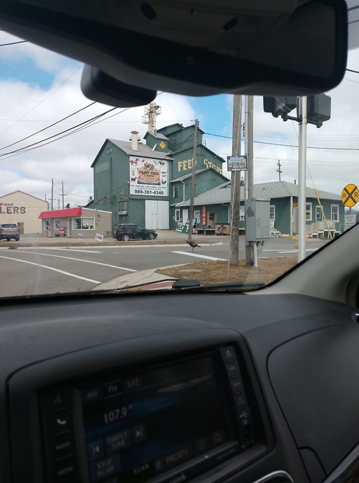 I've Been Waiting Years For My Photography Talent To Be Appreciated! Please Accept This Offering Of My Local Wildlife While Imaging The Noise I Made As It Flew Directly At My Face