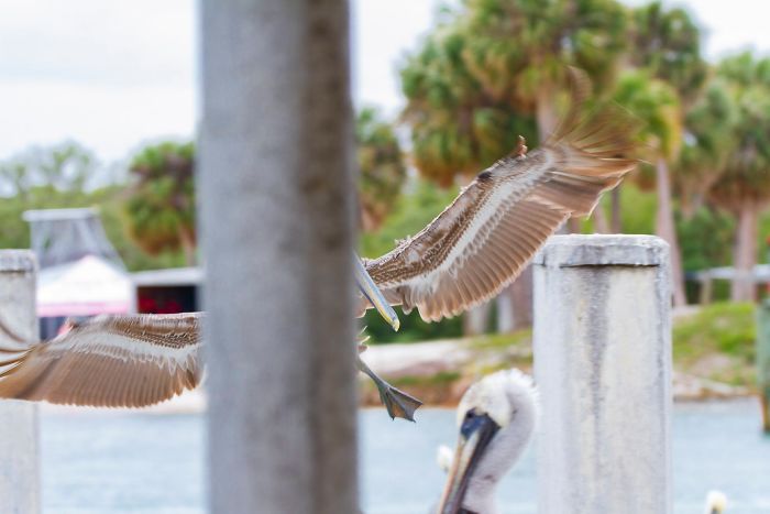 Shaky Hands + Night Mode = Ghost Deer