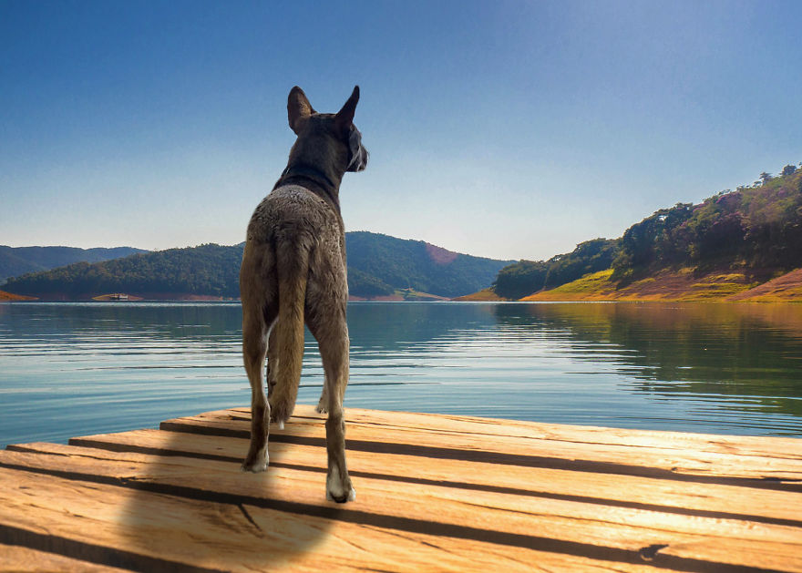 Photographer Transports Pets During Quarantine Using Photoshop