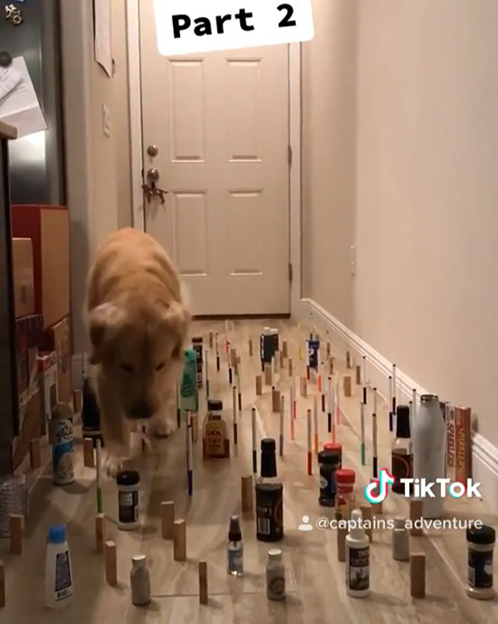 This Viral Challenge Shows How Differently Cats And Dogs Deal With Obstacles In Their Way This Viral Challenge Shows How Differently Cats And Dogs Deal With Obstacles In Their Way