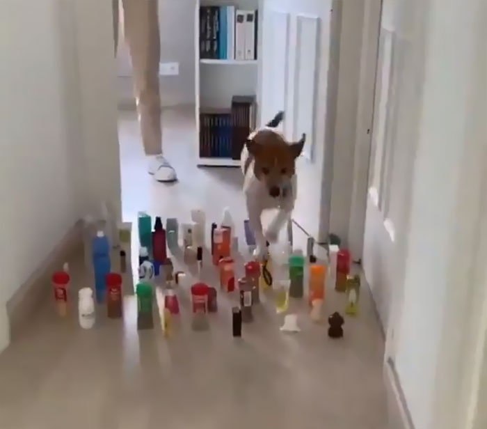 This Viral Challenge Shows How Differently Cats And Dogs Deal With Obstacles In Their Way This Viral Challenge Shows How Differently Cats And Dogs Deal With Obstacles In Their Way