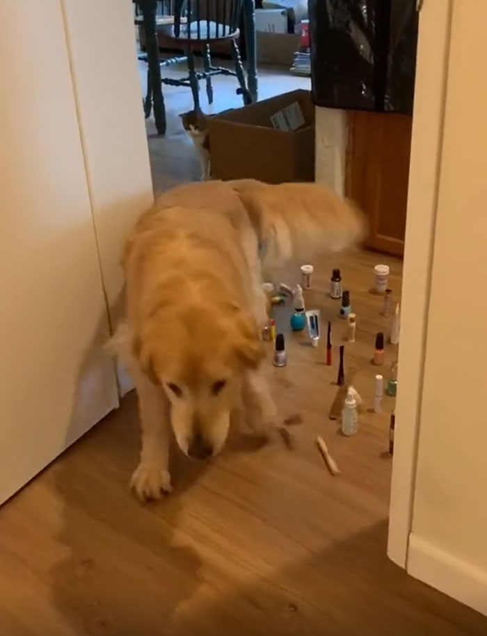 This Viral Challenge Shows How Differently Cats And Dogs Deal With Obstacles In Their Way This Viral Challenge Shows How Differently Cats And Dogs Deal With Obstacles In Their Way