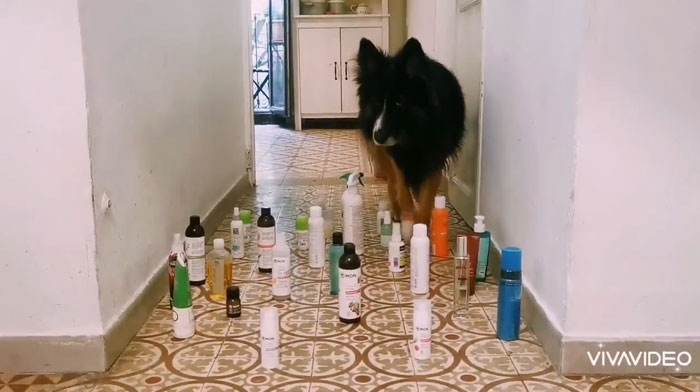 This Viral Challenge Shows How Differently Cats And Dogs Deal With Obstacles In Their Way This Viral Challenge Shows How Differently Cats And Dogs Deal With Obstacles In Their Way