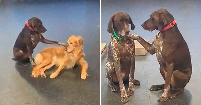 Este adorable perro insiste en acariciar a otros perros en la guardería, y les confunde pero lo aceptan
