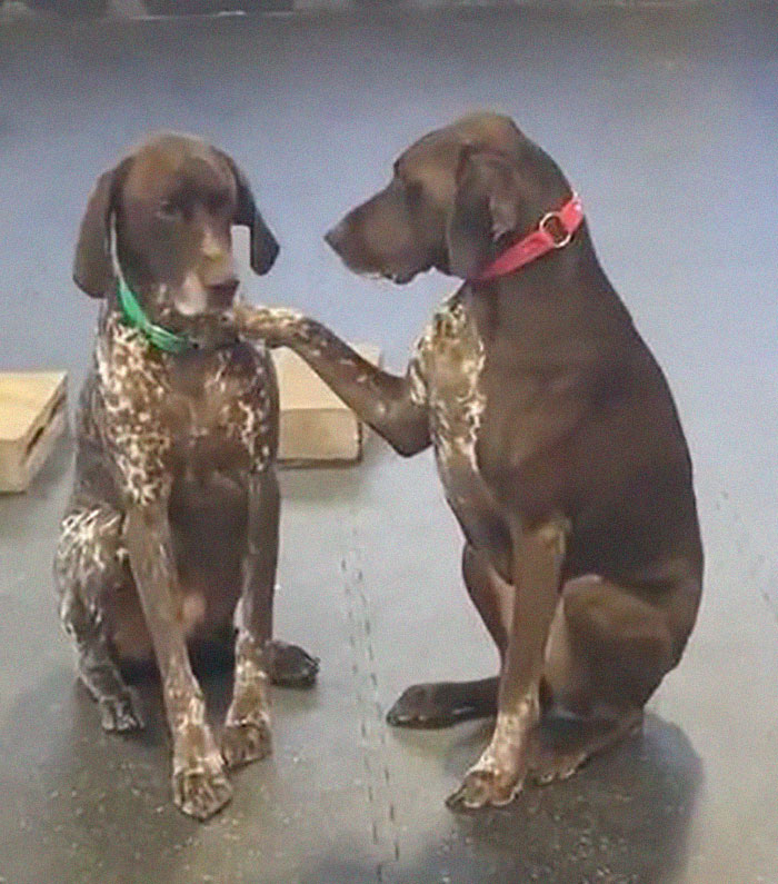 Adorable Dog Insists On Petting Other Dogs At Daycare, And The Confused Pups Just Accept It Adorable Dog Insists On Petting Other Dogs At Daycare, And The Confused Pups Just Accept It