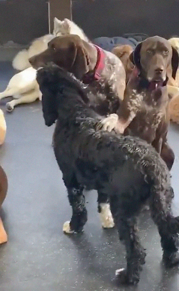 Adorable Dog Insists On Petting Other Dogs At Daycare, And The Confused Pups Just Accept It Adorable Dog Insists On Petting Other Dogs At Daycare, And The Confused Pups Just Accept It