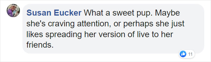 Adorable Dog Insists On Petting Other Dogs At Daycare, And The Confused Pups Just Accept It