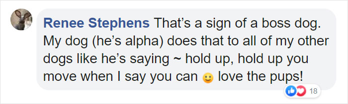 Adorable Dog Insists On Petting Other Dogs At Daycare, And The Confused Pups Just Accept It