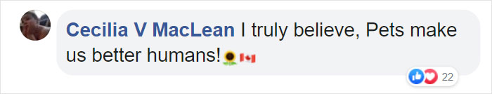 Adorable Dog Insists On Petting Other Dogs At Daycare, And The Confused Pups Just Accept It