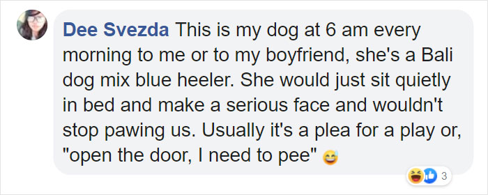 Adorable Dog Insists On Petting Other Dogs At Daycare, And The Confused Pups Just Accept It Adorable Dog Insists On Petting Other Dogs At Daycare, And The Confused Pups Just Accept It