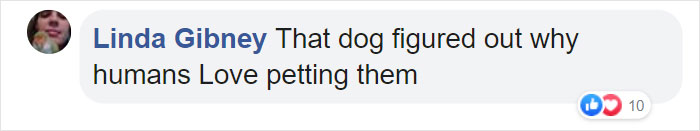 Adorable Dog Insists On Petting Other Dogs At Daycare, And The Confused Pups Just Accept It Adorable Dog Insists On Petting Other Dogs At Daycare, And The Confused Pups Just Accept It