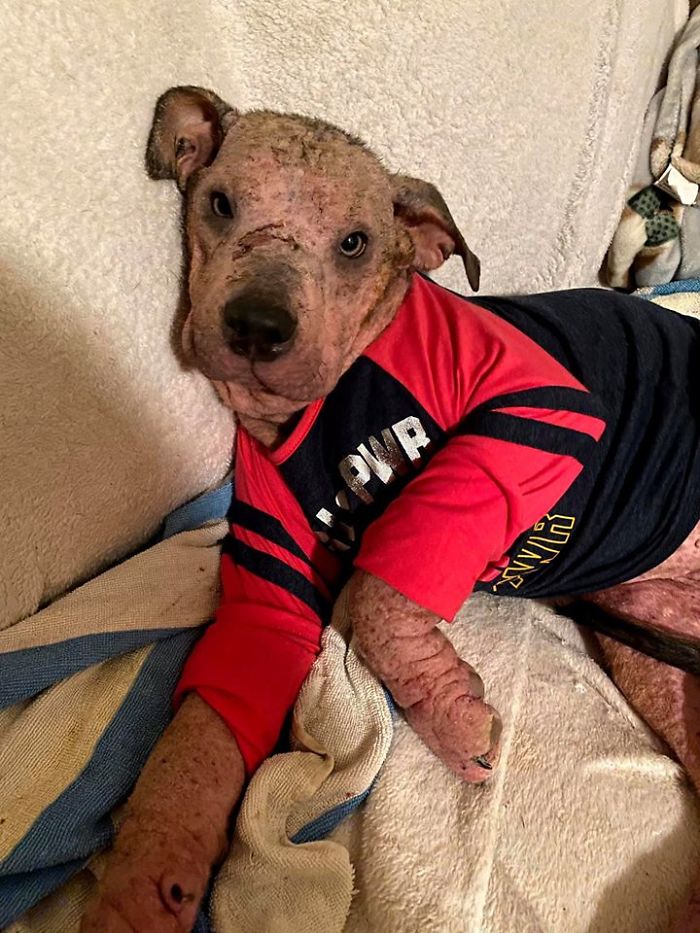 “She Stunk, She Couldn’t See, And She Bled All Over The Couch”: Kind People Save A Dying Dog And Her Transformation Is Incredible “She Stunk, She Couldn’t See, And She Bled All Over The Couch”: Kind People Save A Dying Dog And Her Transformation Is Incredible