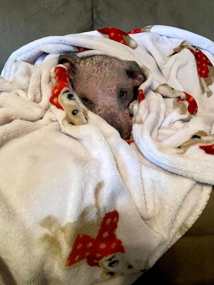 “She Stunk, She Couldn’t See, And She Bled All Over The Couch”: Kind People Save A Dying Dog And Her Transformation Is Incredible