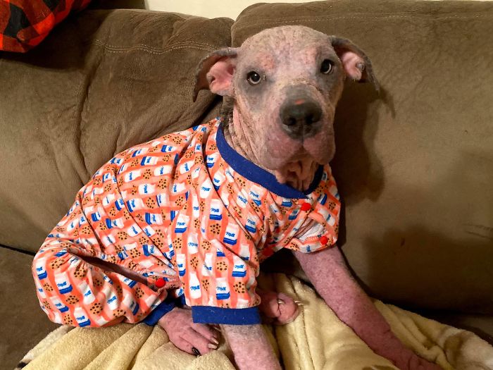 “She Stunk, She Couldn’t See, And She Bled All Over The Couch”: Kind People Save A Dying Dog And Her Transformation Is Incredible “She Stunk, She Couldn’t See, And She Bled All Over The Couch”: Kind People Save A Dying Dog And Her Transformation Is Incredible