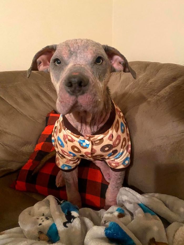 “She Stunk, She Couldn’t See, And She Bled All Over The Couch”: Kind People Save A Dying Dog And Her Transformation Is Incredible