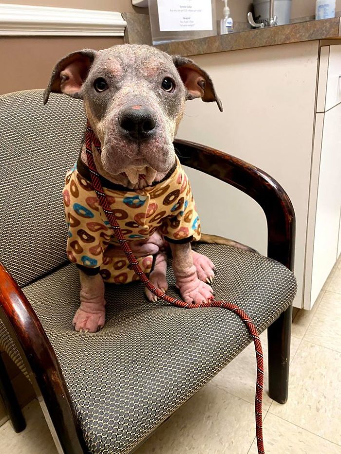 “She Stunk, She Couldn’t See, And She Bled All Over The Couch”: Kind People Save A Dying Dog And Her Transformation Is Incredible