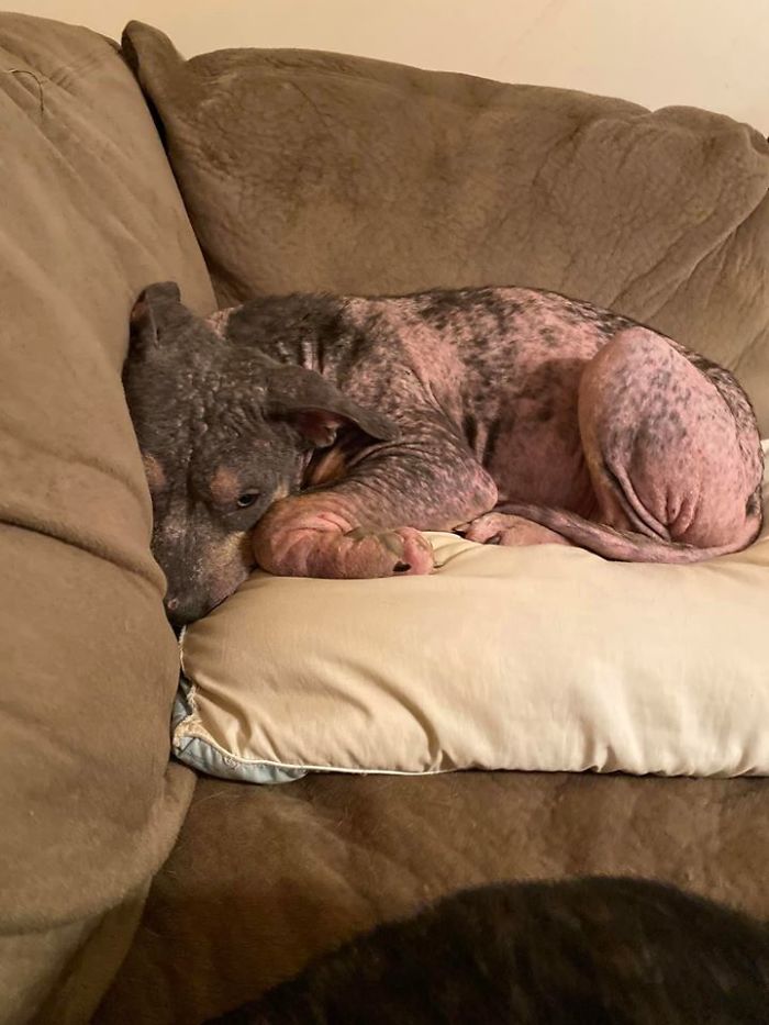 “She Stunk, She Couldn’t See, And She Bled All Over The Couch”: Kind People Save A Dying Dog And Her Transformation Is Incredible “She Stunk, She Couldn’t See, And She Bled All Over The Couch”: Kind People Save A Dying Dog And Her Transformation Is Incredible