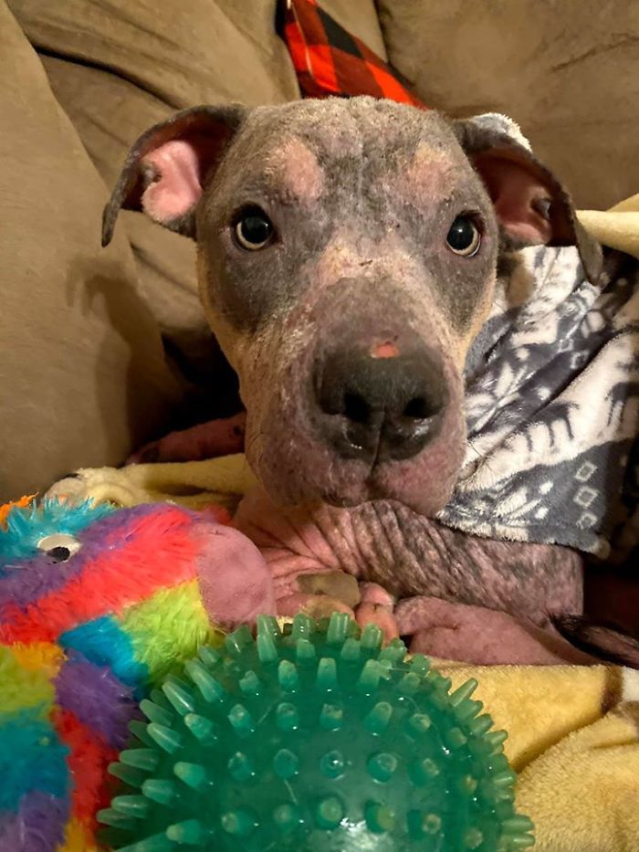 “She Stunk, She Couldn’t See, And She Bled All Over The Couch”: Kind People Save A Dying Dog And Her Transformation Is Incredible