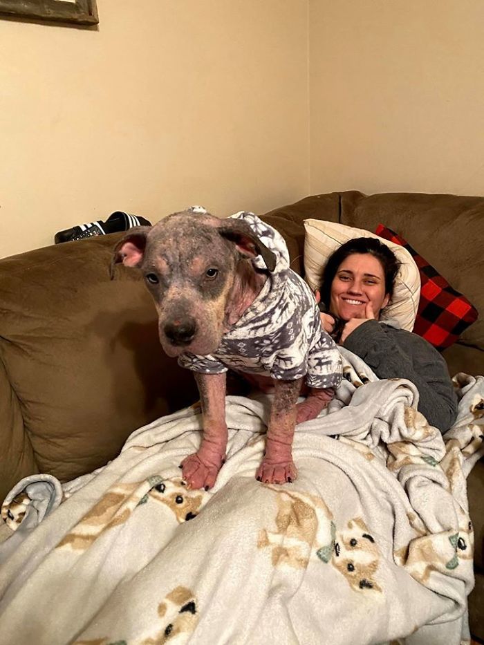 “She Stunk, She Couldn’t See, And She Bled All Over The Couch”: Kind People Save A Dying Dog And Her Transformation Is Incredible