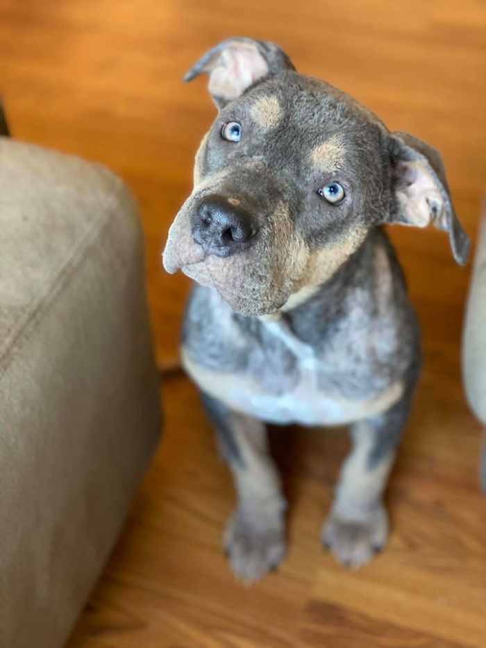 “She Stunk, She Couldn’t See, And She Bled All Over The Couch”: Kind People Save A Dying Dog And Her Transformation Is Incredible