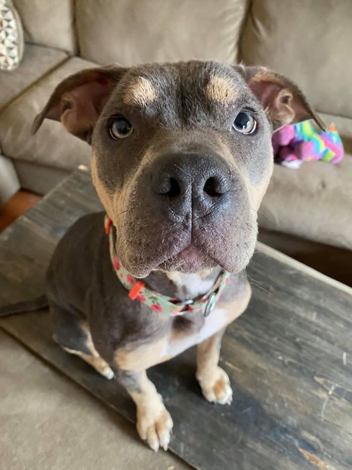 “She Stunk, She Couldn’t See, And She Bled All Over The Couch”: Kind People Save A Dying Dog And Her Transformation Is Incredible