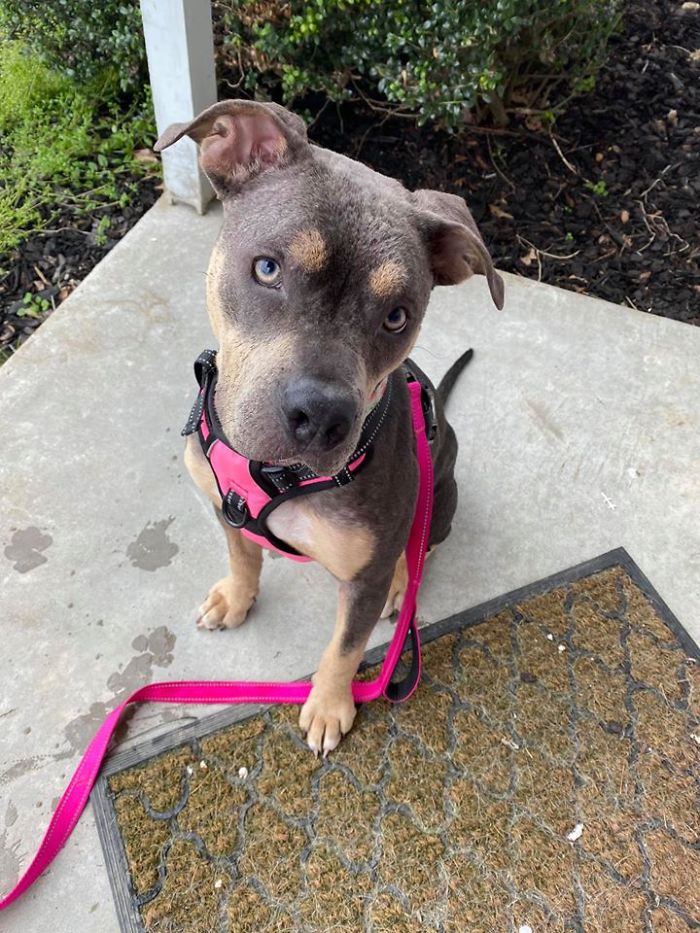 “She Stunk, She Couldn’t See, And She Bled All Over The Couch”: Kind People Save A Dying Dog And Her Transformation Is Incredible “She Stunk, She Couldn’t See, And She Bled All Over The Couch”: Kind People Save A Dying Dog And Her Transformation Is Incredible