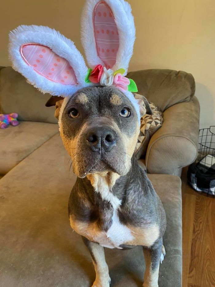 “She Stunk, She Couldn’t See, And She Bled All Over The Couch”: Kind People Save A Dying Dog And Her Transformation Is Incredible “She Stunk, She Couldn’t See, And She Bled All Over The Couch”: Kind People Save A Dying Dog And Her Transformation Is Incredible