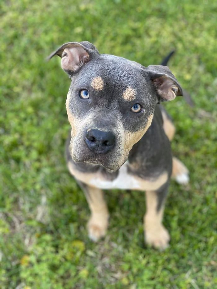 “She Stunk, She Couldn’t See, And She Bled All Over The Couch”: Kind People Save A Dying Dog And Her Transformation Is Incredible “She Stunk, She Couldn’t See, And She Bled All Over The Couch”: Kind People Save A Dying Dog And Her Transformation Is Incredible