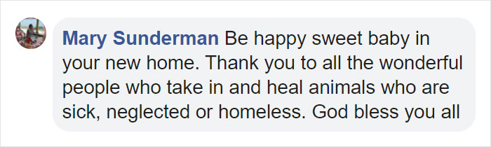 “She Stunk, She Couldn’t See, And She Bled All Over The Couch”: Kind People Save A Dying Dog And Her Transformation Is Incredible