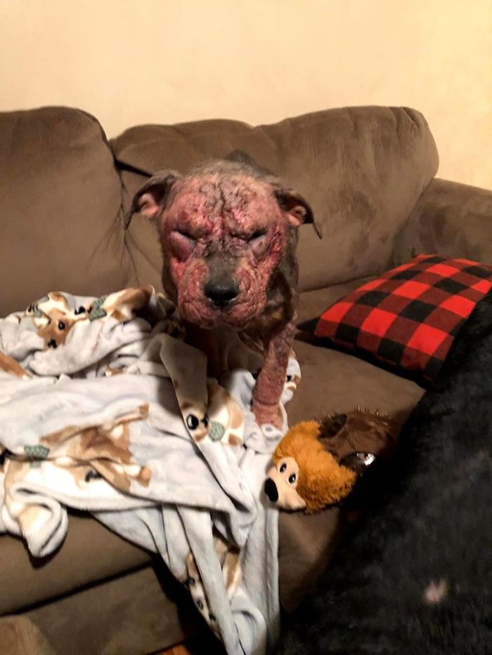 “She Stunk, She Couldn’t See, And She Bled All Over The Couch”: Kind People Save A Dying Dog And Her Transformation Is Incredible “She Stunk, She Couldn’t See, And She Bled All Over The Couch”: Kind People Save A Dying Dog And Her Transformation Is Incredible