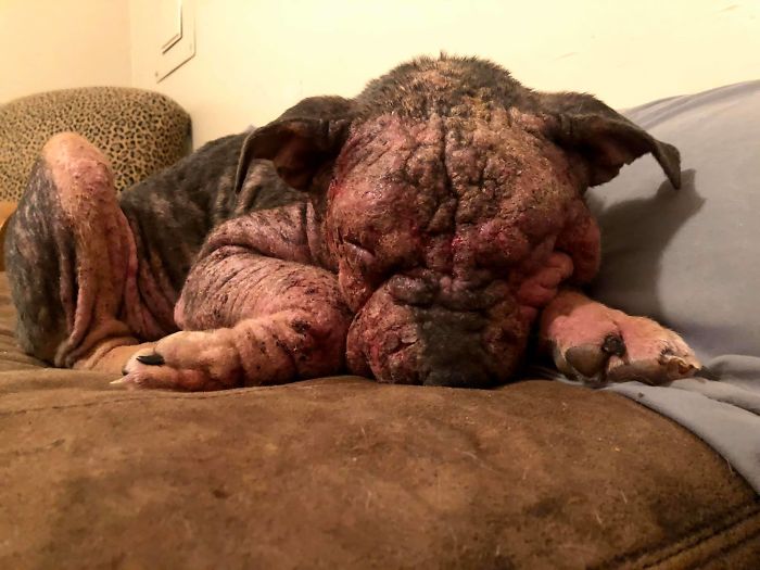 “She Stunk, She Couldn’t See, And She Bled All Over The Couch”: Kind People Save A Dying Dog And Her Transformation Is Incredible “She Stunk, She Couldn’t See, And She Bled All Over The Couch”: Kind People Save A Dying Dog And Her Transformation Is Incredible