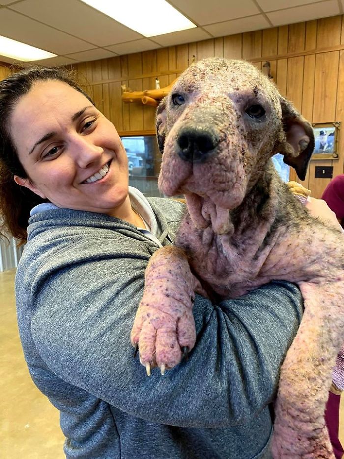 “She Stunk, She Couldn’t See, And She Bled All Over The Couch”: Kind People Save A Dying Dog And Her Transformation Is Incredible