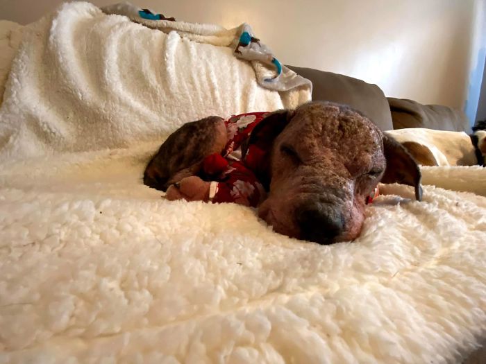 “She Stunk, She Couldn’t See, And She Bled All Over The Couch”: Kind People Save A Dying Dog And Her Transformation Is Incredible