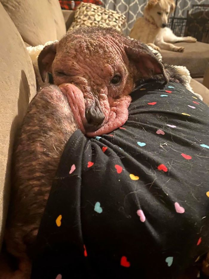 “She Stunk, She Couldn’t See, And She Bled All Over The Couch”: Kind People Save A Dying Dog And Her Transformation Is Incredible “She Stunk, She Couldn’t See, And She Bled All Over The Couch”: Kind People Save A Dying Dog And Her Transformation Is Incredible