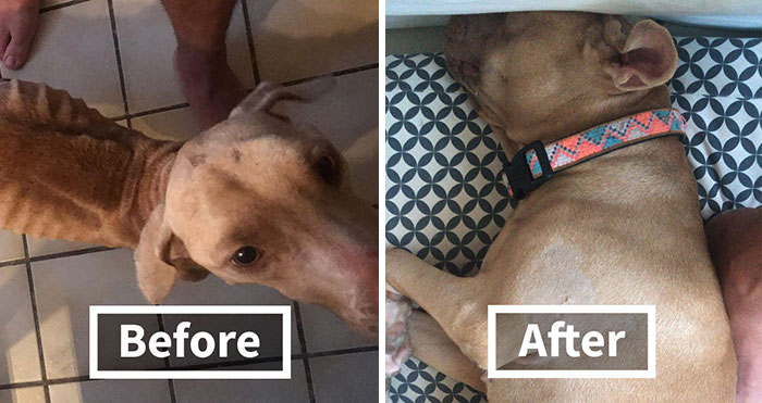 Guy Jumped The Fence To “Steal” A Starving Dog From Negligent Owners, Gets Kudos From The Internet