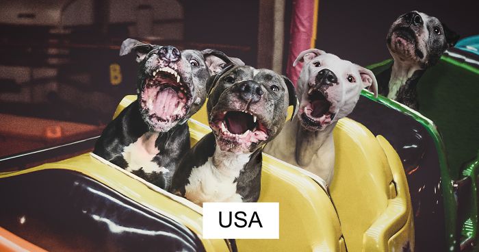 I Hope To Put A Smile On Your Face With These Silly Photo Manipulations Of My Dogs ‘Traveling’ (59 Pics)