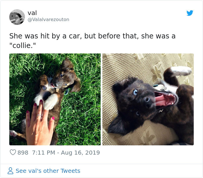 Dogs-Turned-Out-Different-Breed