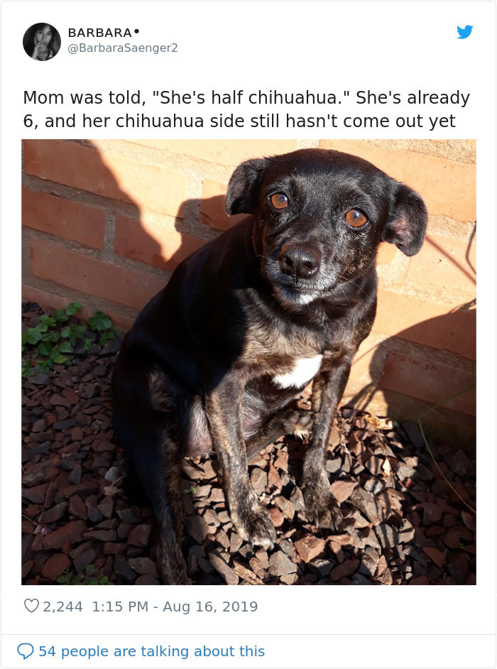 Dogs-Turned-Out-Different-Breed