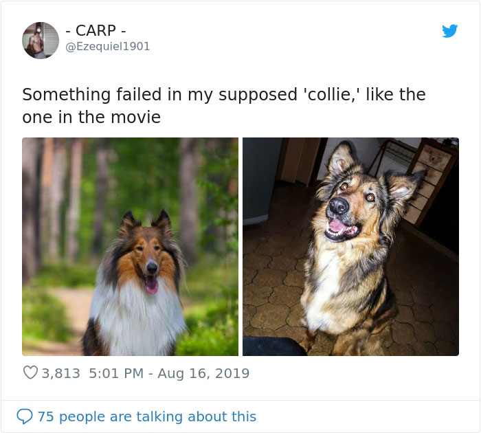 Dogs-Turned-Out-Different-Breed