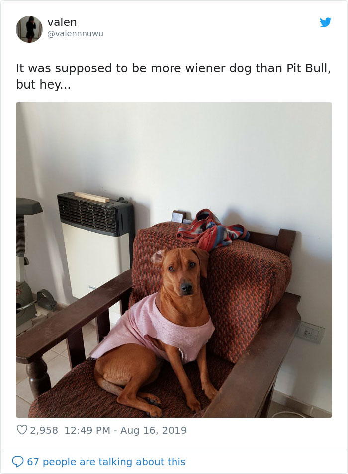 Dogs-Turned-Out-Different-Breed