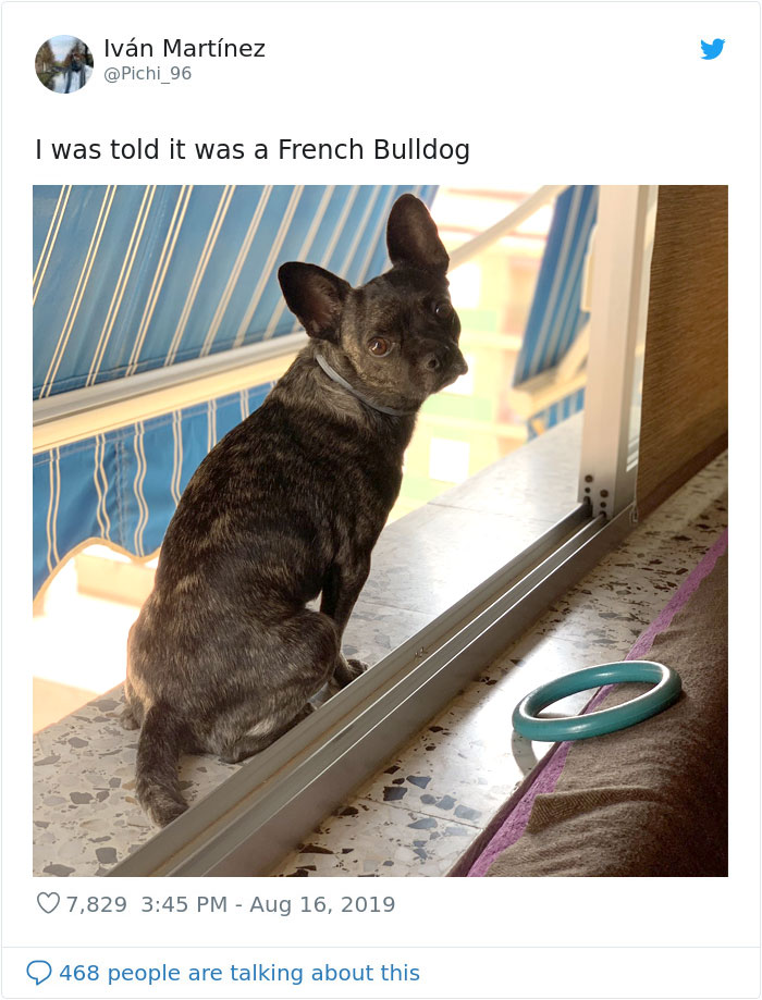 Dogs-Turned-Out-Different-Breed