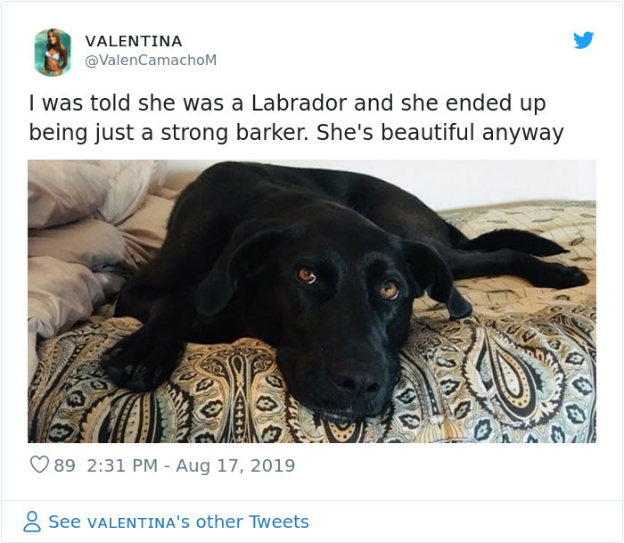 Dogs-Turned-Out-Different-Breed