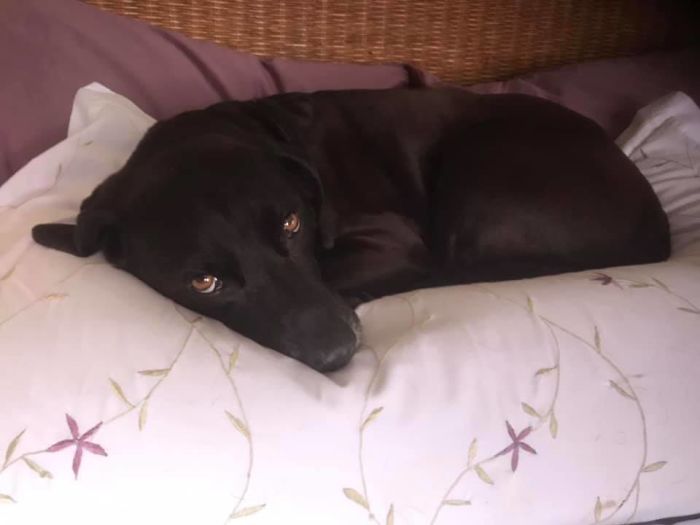 Dogs-Turned-Out-Different-Breed