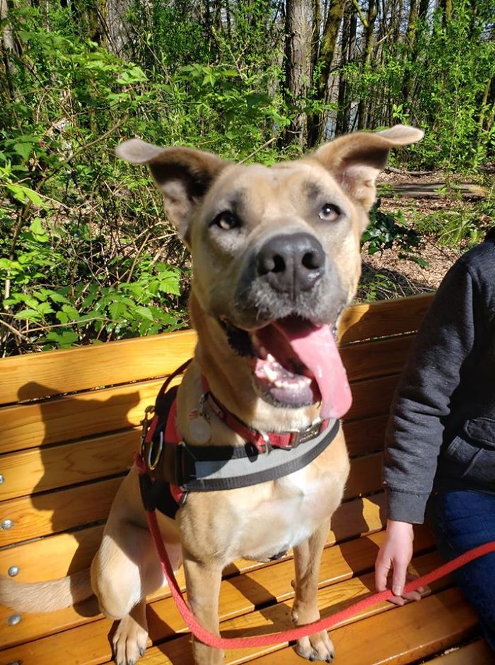 Dogs-Turned-Out-Different-Breed